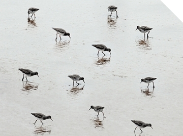 2016 Photography winner, Steve Deer - The Birds (detail) 2016 Photography winner, Steve Deer - The Birds (detail)